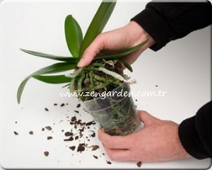 orkide saksı toprağı değişimi