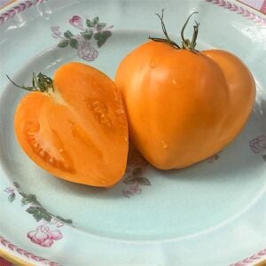 Homer Fike’ın Altın Kalbi Domatesi Tohumu – Atalık Kalp Biçimli Sarı Domates