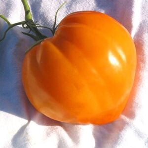 Homer Fike’ın Altın Kalbi Domatesi Tohumu – Atalık Kalp Biçimli Sarı Domates