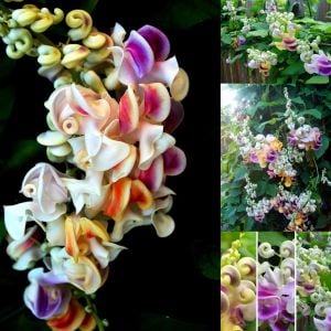 Kokulu selluka tohumu vigna caracalla sarmaşık