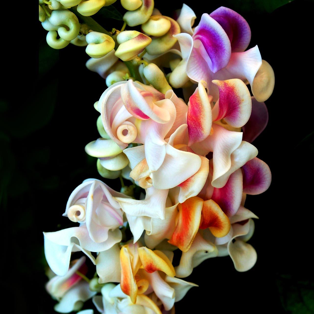 Kokulu selluka tohumu vigna caracalla sarmaşık