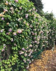 Kokulu selluka tohumu vigna caracalla sarmaşık