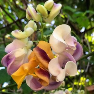 Kokulu selluka tohumu vigna caracalla sarmaşık