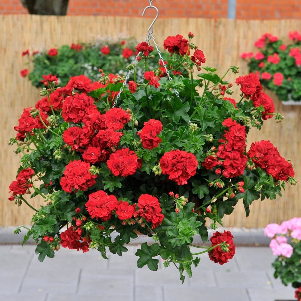 Gerçek kırmızı sarkan sakız sardunya fidesi ithal pelargonium true red