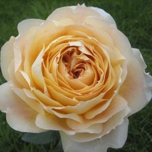 Royal amber kokulu gül fidanı aşılı 3+ yaş