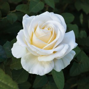 Beyaz Kokulu yerli gül fidanı aşılı 3+ yaş