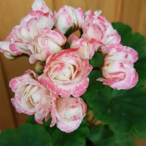 Appleblossom gül sardunya fidesi koleksiyon serisi