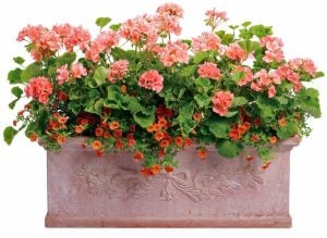 Somon sardunya fidesi grandeur classic salmon