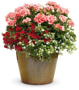 Somon sardunya fidesi grandeur classic salmon