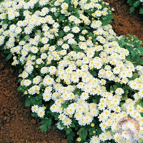 Kasımpatı tohumu krizantem chrysanthemum white stars