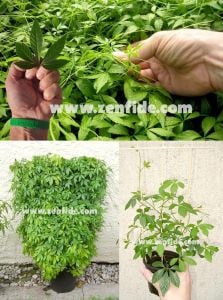 Jiaogulan fidesi ölümsüzlük otu ginseng bitkisi gynostemma pentaphyllum