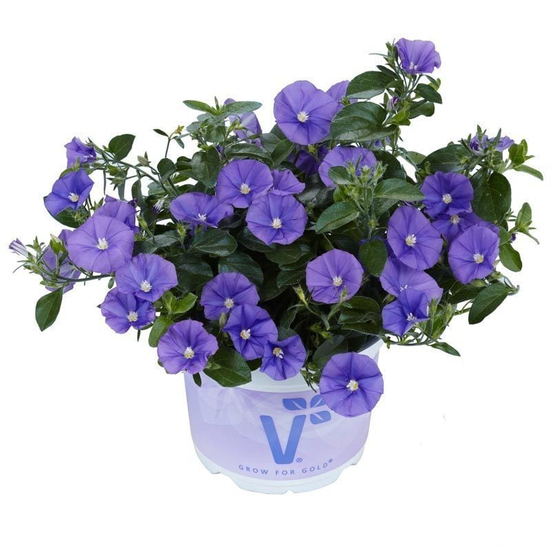 Koyu mavi çiçekli yayılıcı sarkan convolvulus sabatius fidesi