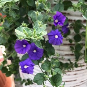 Koyu mavi çiçekli yayılıcı sarkan convolvulus sabatius fidesi