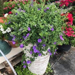 Koyu mavi çiçekli yayılıcı sarkan convolvulus sabatius fidesi