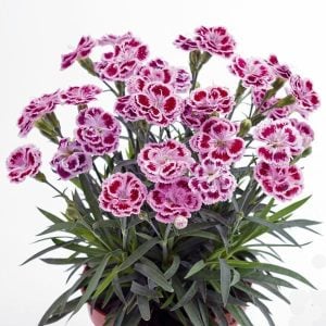 Hoş kokulu katlı karanfil fidesi delilah purple bicolor dianthus