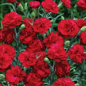 Passion parfüm kokulu karanfil fidesi perfume pinks