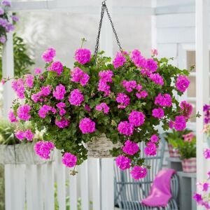 Mor sarkan sakız sardunya fidesi ithal pelargonium ivy violet