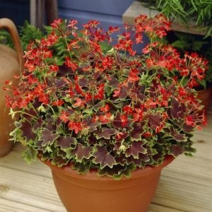 Vancouver sardunya fidesi pelargonium deco