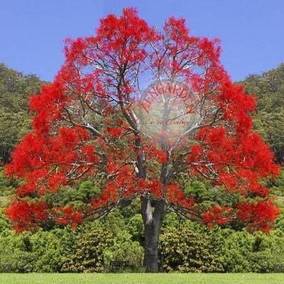 Brachychiton acerifolius tohumu illawarra ateşi flame tree