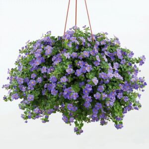 Sarkan mavi bacopa çiçeği ithal sutera diffusus giga blue