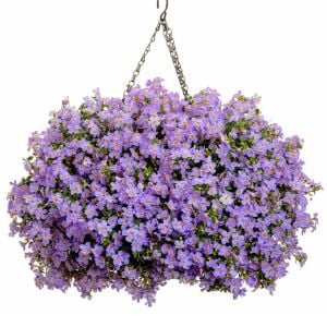 Sarkan mavi bacopa çiçeği ithal sutera diffusus giga blue