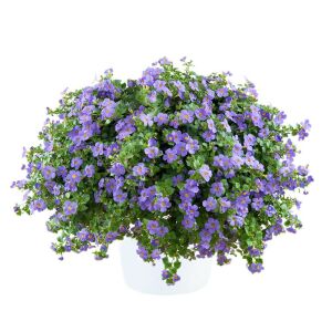 Sarkan mavi bacopa çiçeği ithal sutera diffusus giga blue