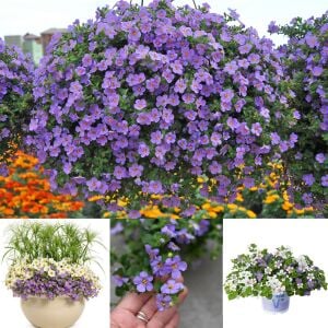 Sarkan mavi bacopa çiçeği ithal sutera diffusus giga blue