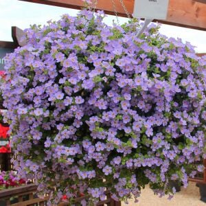 Sarkan mavi bacopa çiçeği ithal sutera diffusus giga blue