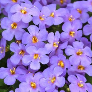 Sarkan mavi bacopa çiçeği ithal sutera diffusus giga blue