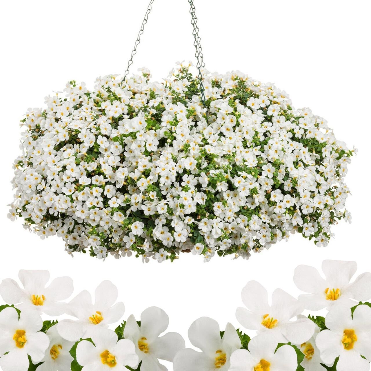 Sarkan beyaz bacopa fidesi sutera diffusus giga white