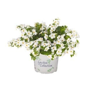 Sarkan beyaz bacopa fidesi sutera diffusus giga white