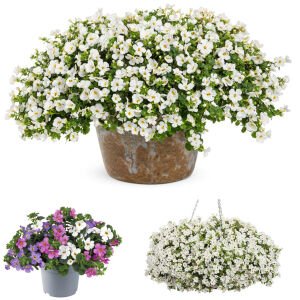 Sarkan beyaz bacopa fidesi sutera diffusus giga white