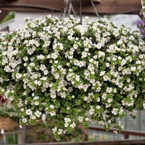 Sarkan beyaz bacopa fidesi sutera diffusus giga white