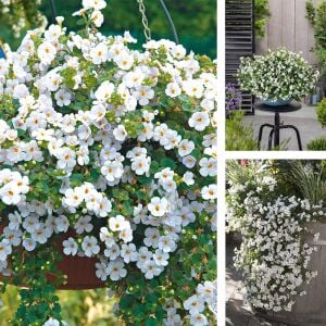 Sarkan beyaz bacopa fidesi sutera diffusus giga white