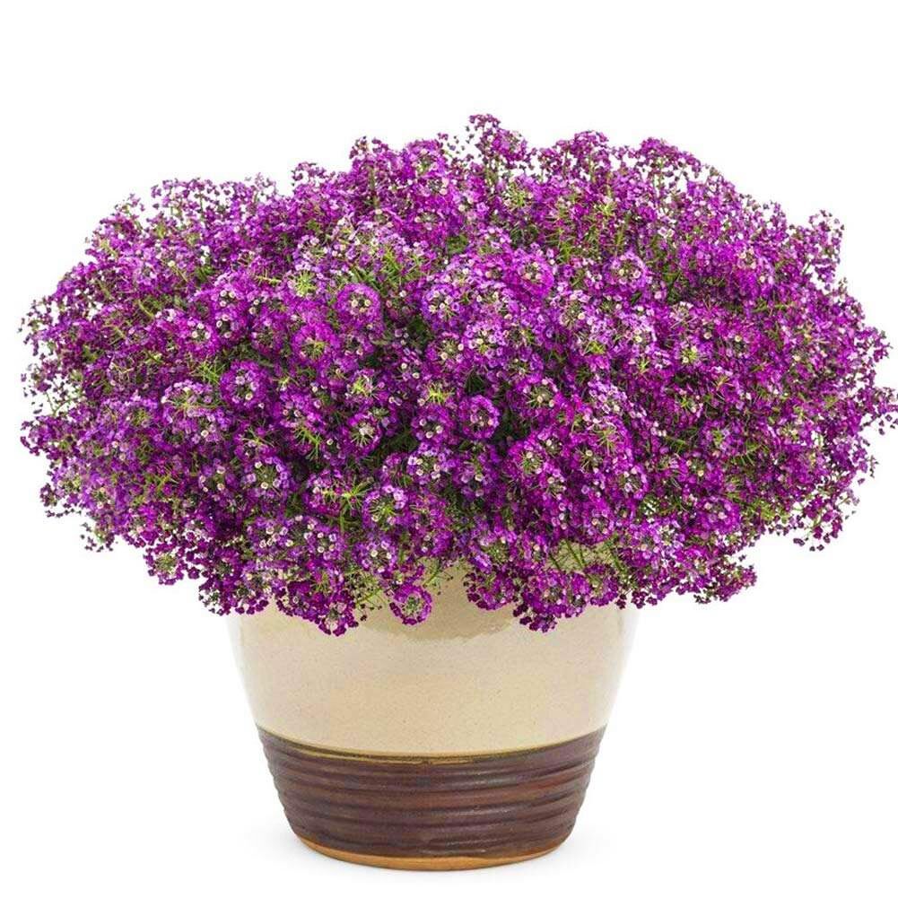 Mor kraliyet halısı tohumu kokulu bodur alyssum ballıca lobularia maritima