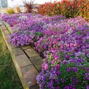 Mor kraliyet halısı tohumu kokulu bodur alyssum ballıca lobularia maritima