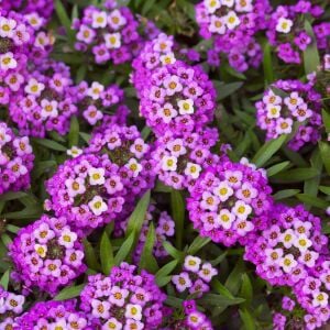 Mor kraliyet halısı tohumu kokulu bodur alyssum ballıca lobularia maritima