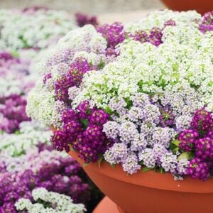 Mor kraliyet halısı tohumu kokulu bodur alyssum ballıca lobularia maritima