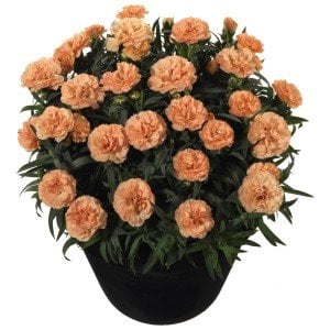 Kokulu Odessa Luigi karanfil bodur katlı ithal dianthus caryophyllus