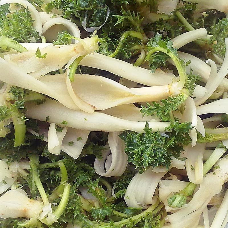 Şevketi bostan tohumu Scolymus hispanicus L. 2 gram ort. 400-500 adet