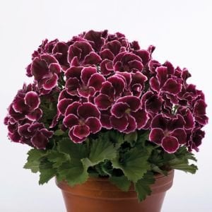 Aristo black beauty canan sardunya fidesi ithal pelargonium siyah kırmızı