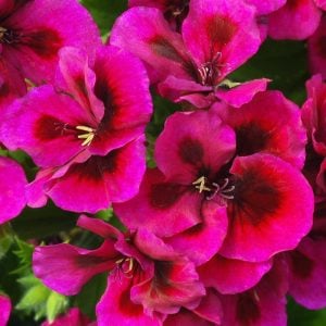 Menekşe yediveren canan sardunya fidesi clarion violet