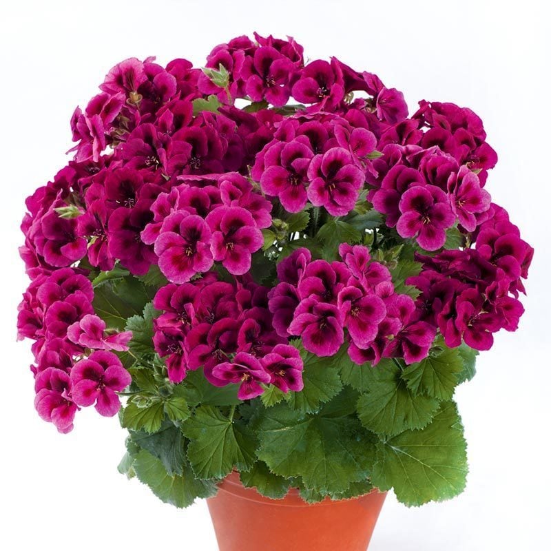 Menekşe yediveren canan sardunya fidesi clarion violet