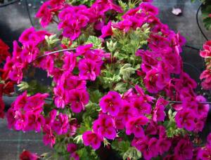 Menekşe yediveren canan sardunya fidesi clarion violet