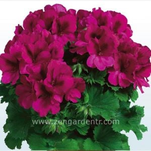 Aristo burgundy violet canan sardunya fidesi ithal pelargonium pembe mor