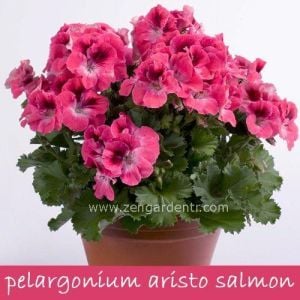 Aristo salmon canan sardunya fidesi ithal pelargonium somon