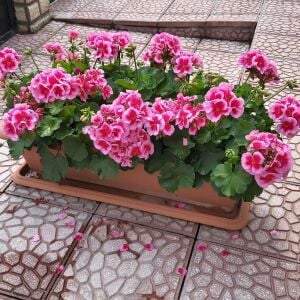 Gül sarkan yerörtücü sardunya fidesi summer lovers rose splash