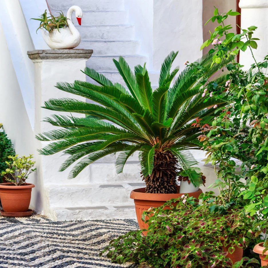 Sikas Sagu palmiyesi fidanı Cycas revoluta