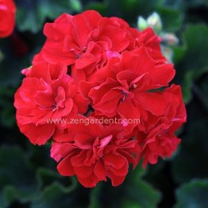 Parlak kırmızı sarkan sakız sardunya fidesi ithal pelargonium ivy scarlet