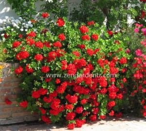 Parlak kırmızı sarkan sakız sardunya fidesi ithal pelargonium ivy scarlet